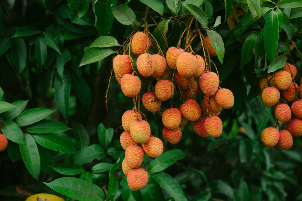 health benefits lychee