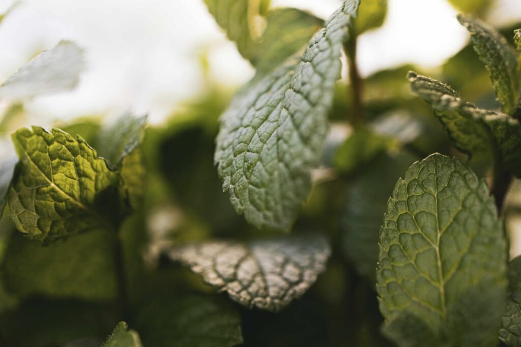 spearmint oil benefits