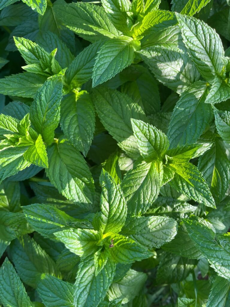 spearmint oil benefits